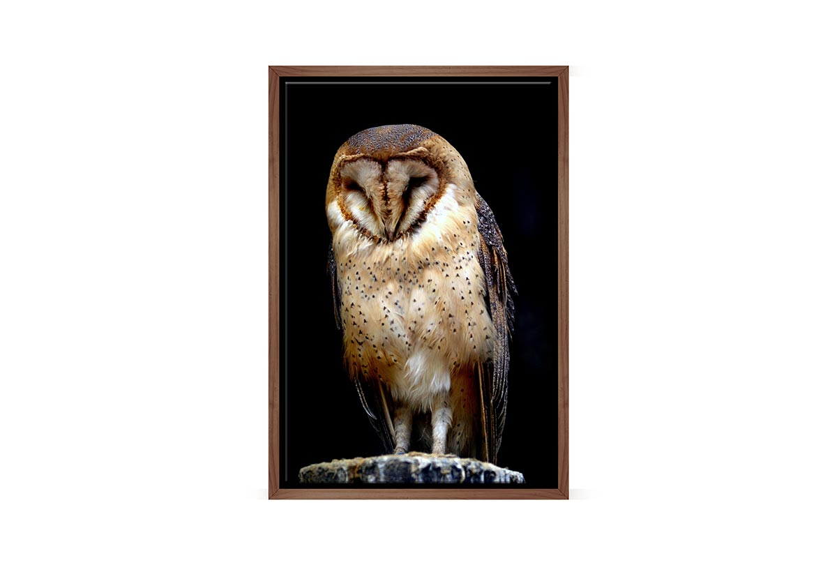 Barn Owl | Canvas Wall Art Print