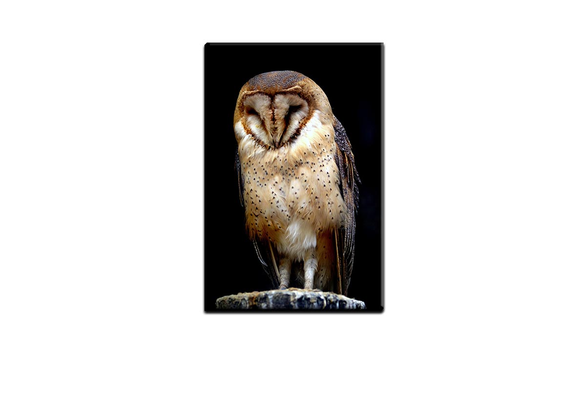 Barn Owl | Canvas Wall Art Print