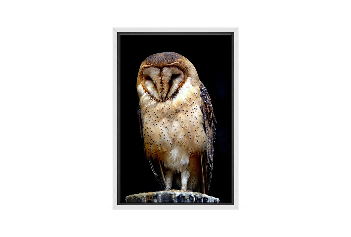 Barn Owl | Canvas Wall Art Print
