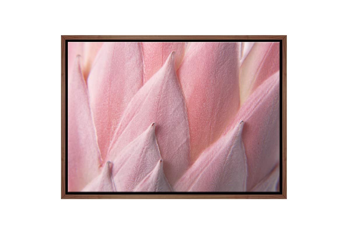 Pink Protea Up Close | Canvas Wall Art Print