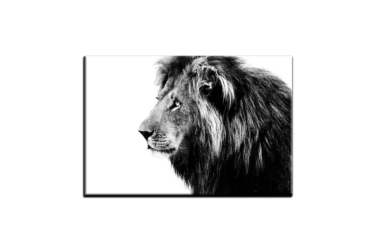 Lion Portrait | Canvas Wall Art Print