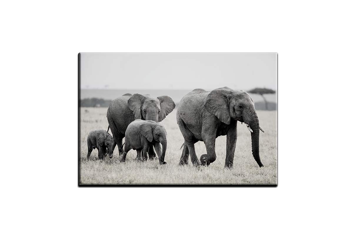 Elephant Family | Canvas Wall Art Print