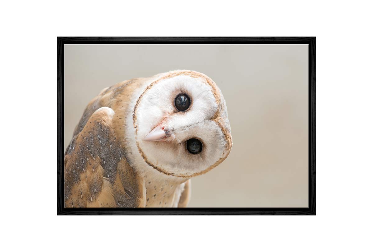 Curios Owl | Canvas Wall Art Print