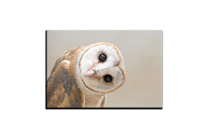 Curios Owl | Canvas Wall Art Print