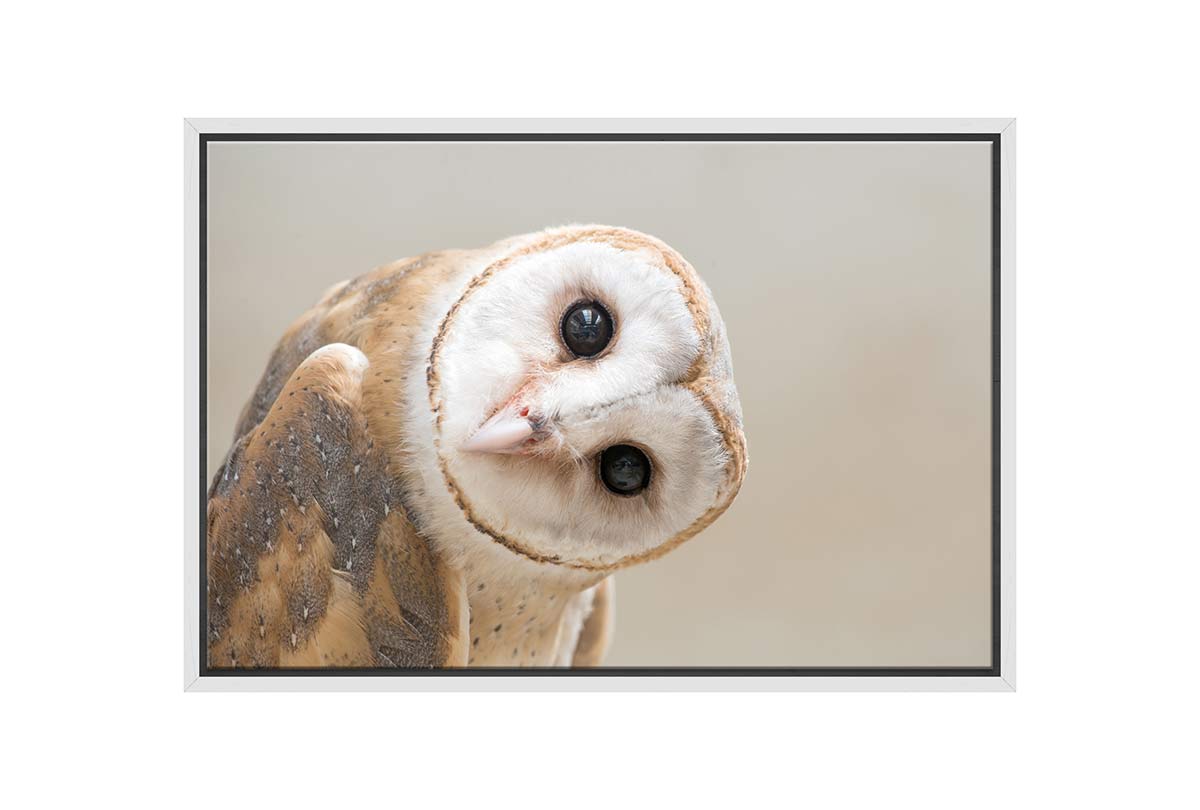 Curios Owl | Canvas Wall Art Print