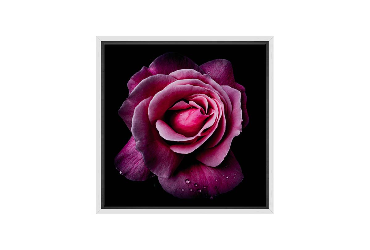 Deep Pink Rose | Canvas Wall Art Print