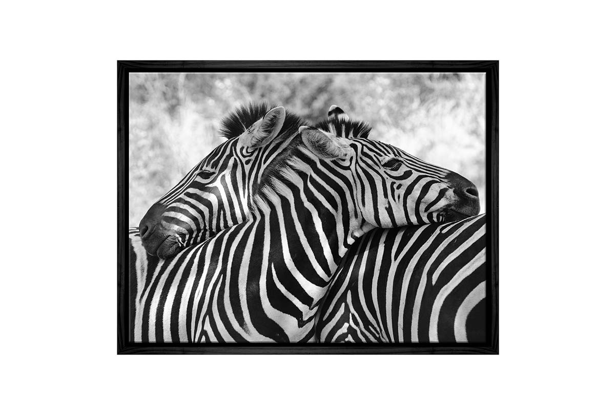 Zebra Love | Canvas Wall Art Print