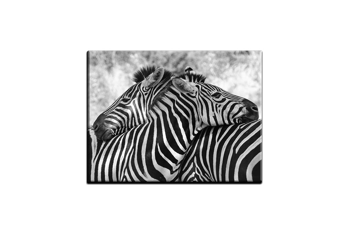 Zebra Love | Canvas Wall Art Print