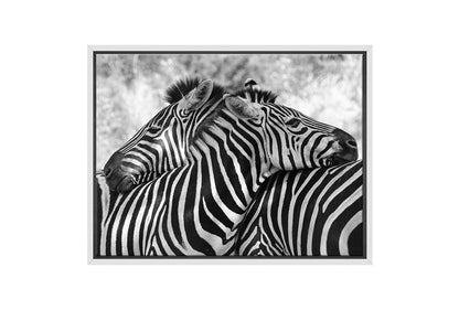 Zebra Love | Canvas Wall Art Print