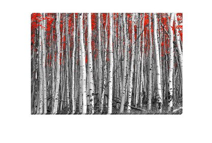 Birch Forest | Canvas Wall Art Print