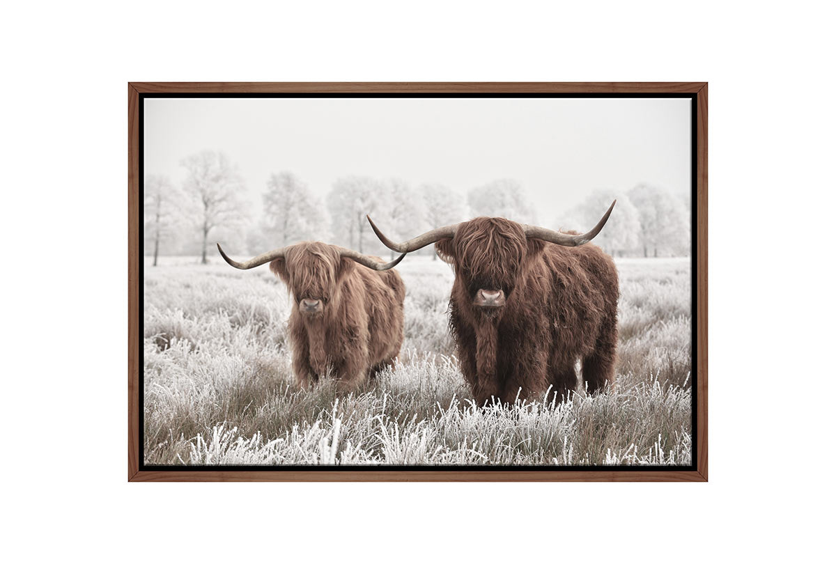 Highland Cows | Canvas Wall Art Print