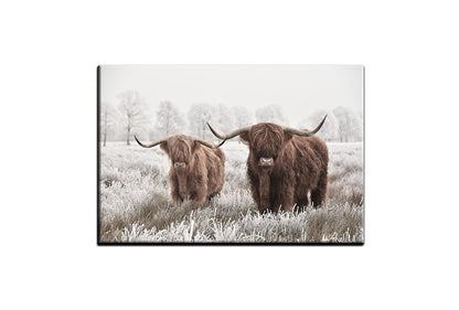 Highland Cows | Canvas Wall Art Print