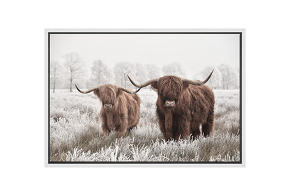 Highland Cows | Canvas Wall Art Print