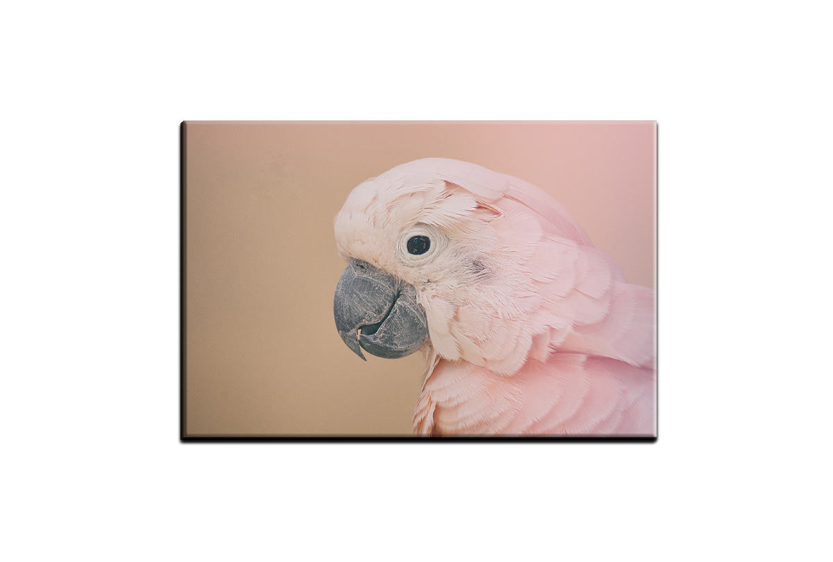Pink Parrot | Canvas Wall Art Print