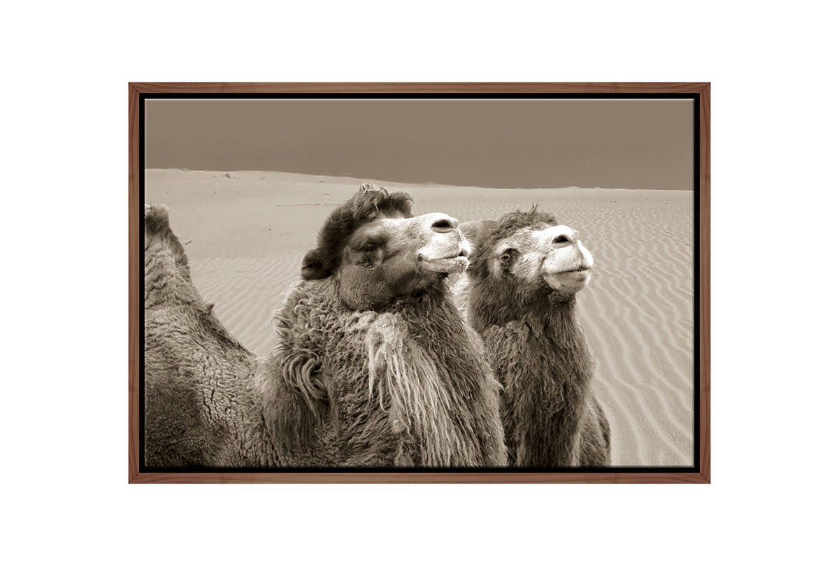 Camels | Canvas Wall Art Print