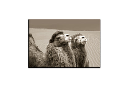 Camels | Canvas Wall Art Print