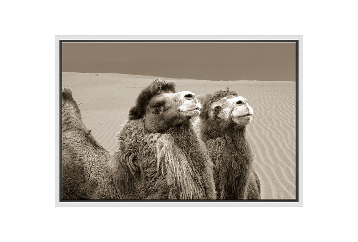 Camels | Canvas Wall Art Print