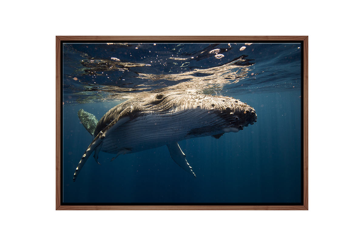 Humpback Whale | Canvas Wall Art Print