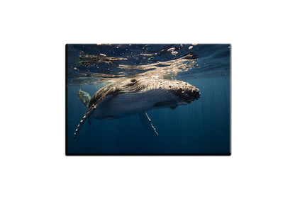 Humpback Whale Wall Art | Wall Art Print