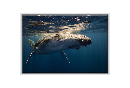 Humpback Whale Wall Art | Wall Art Print