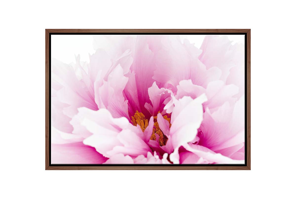 Pink Peony Close-Up | Canvas Wall Art Print