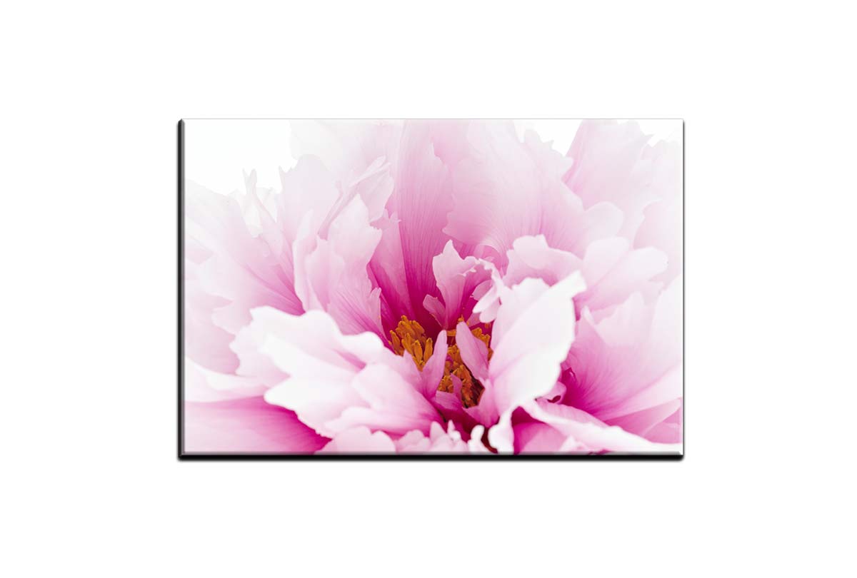 Pink Peony Close-Up | Canvas Wall Art Print