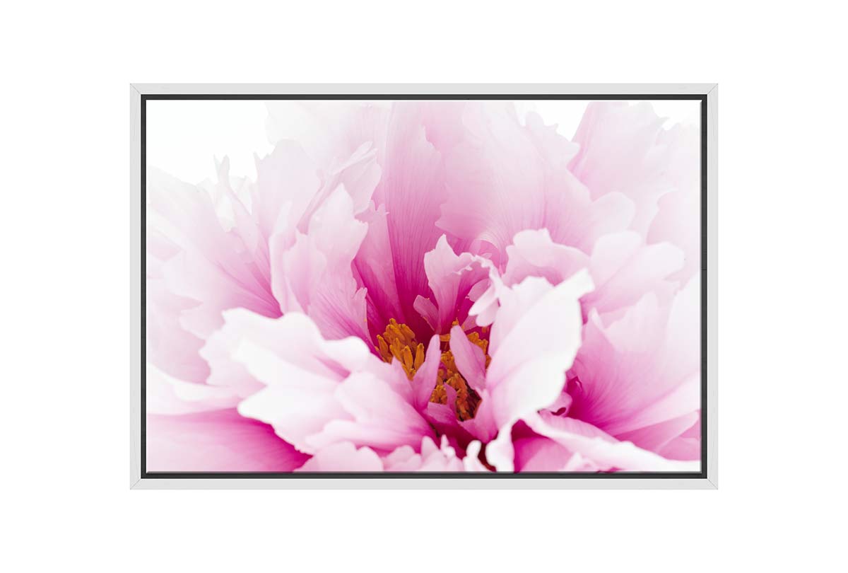 Pink Peony Close-Up | Canvas Wall Art Print