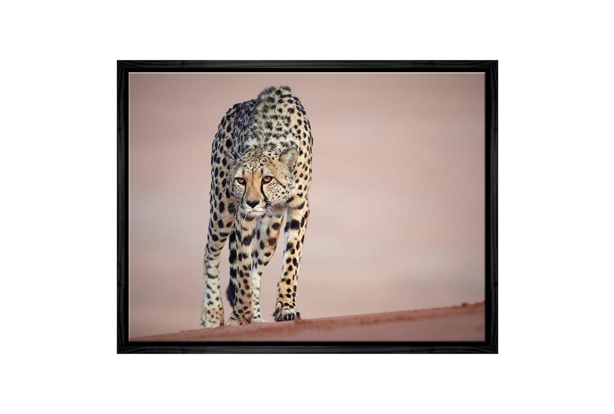 Stalking Cheetah | Animal Canvas Wall Art Print - Final Touch Decor