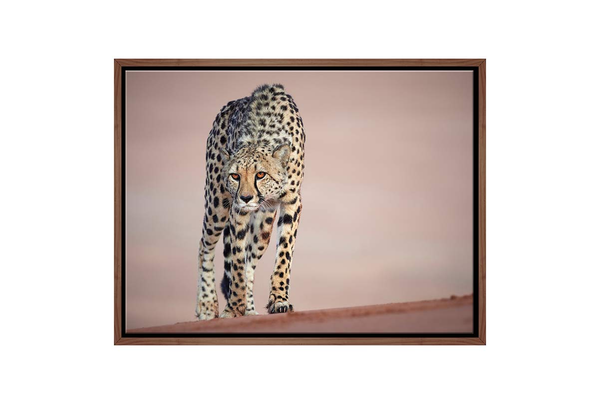 Stalking Cheetah | Animal Canvas Wall Art Print - Final Touch Decor