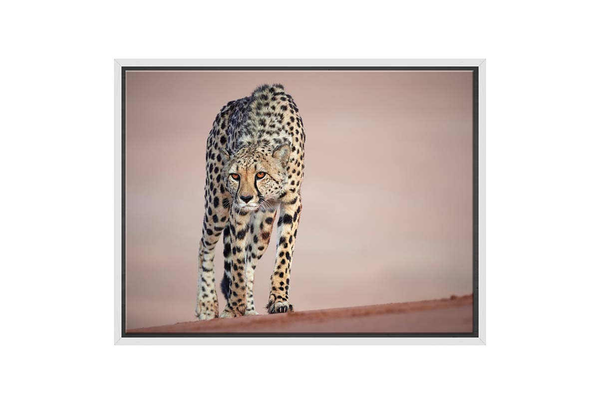 Stalking Cheetah | Animal Canvas Wall Art Print - Final Touch Decor