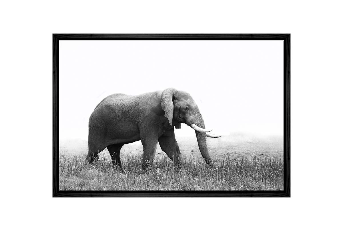 Wondering Elephant | Animal Canvas Wall Art Print