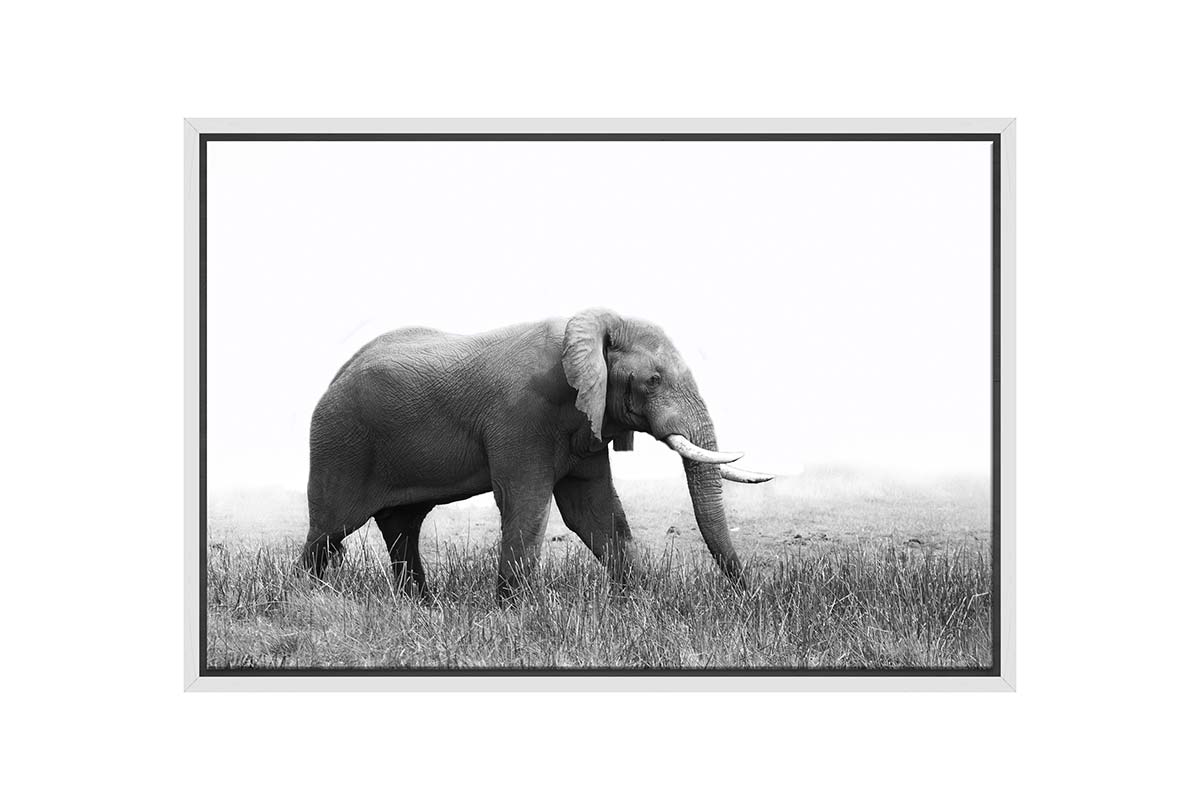 Wondering Elephant | Animal Canvas Wall Art Print