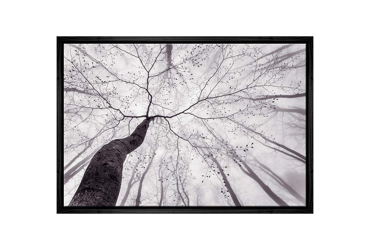 Beach Tree from Below | Canvas Wall Art Print