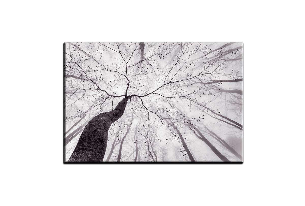 Beach Tree from Below | Canvas Wall Art Print