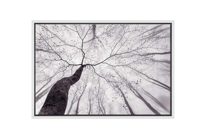 Beach Tree from Below | Canvas Wall Art Print