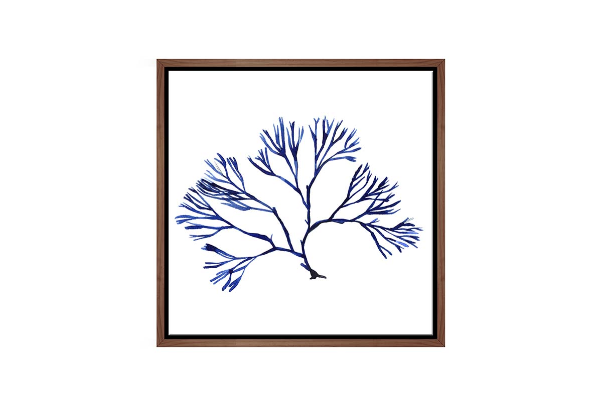 Blue Seaweed 2 | Hamptons Canvas Wall Art Print