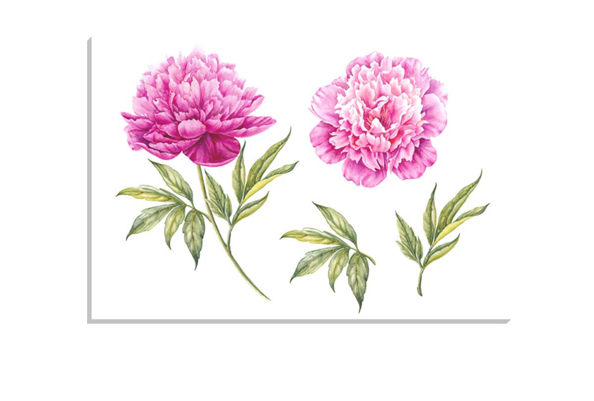 Peony Botanical Print | Flower Canvas Wall Art Print - Final Touch Decor