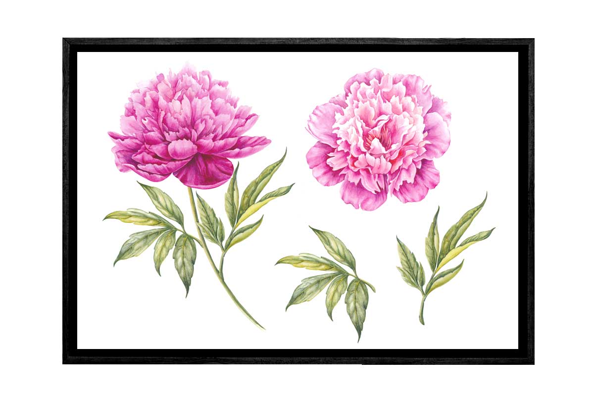 Peony Botanical Print | Flower Canvas Wall Art Print