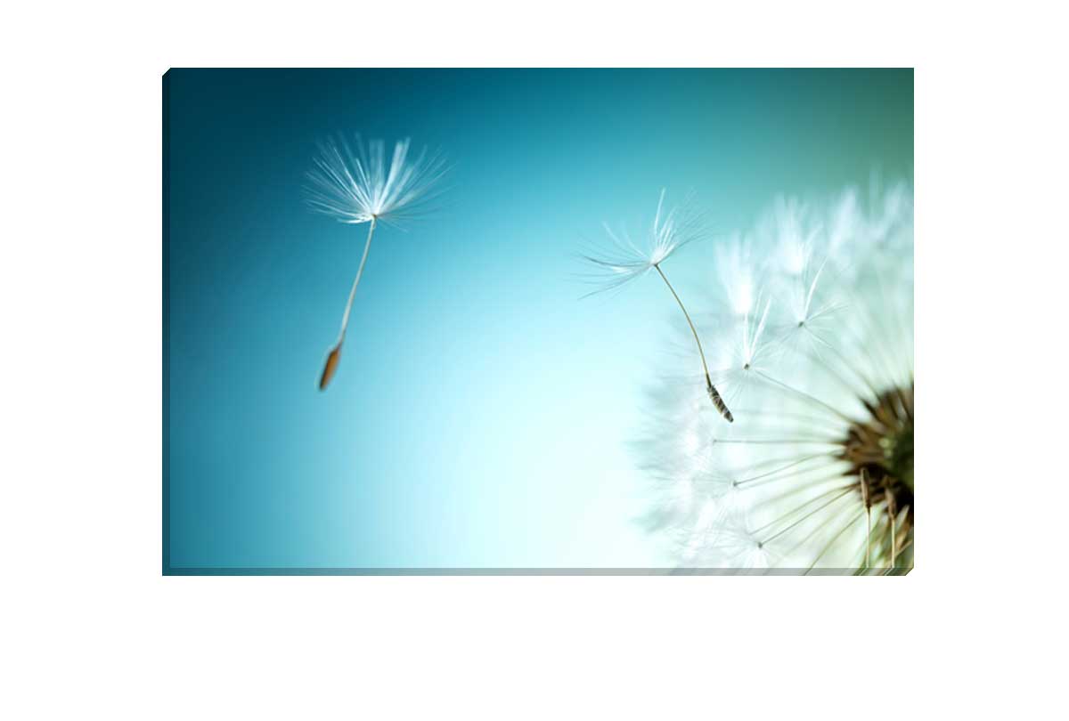 A Wish or a Weed? | Canvas Wall Art Print