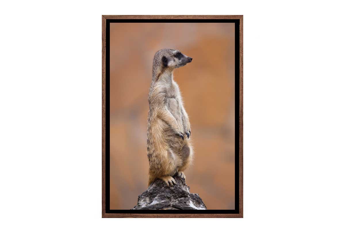 Meerkat | Canvas Wall Art Print