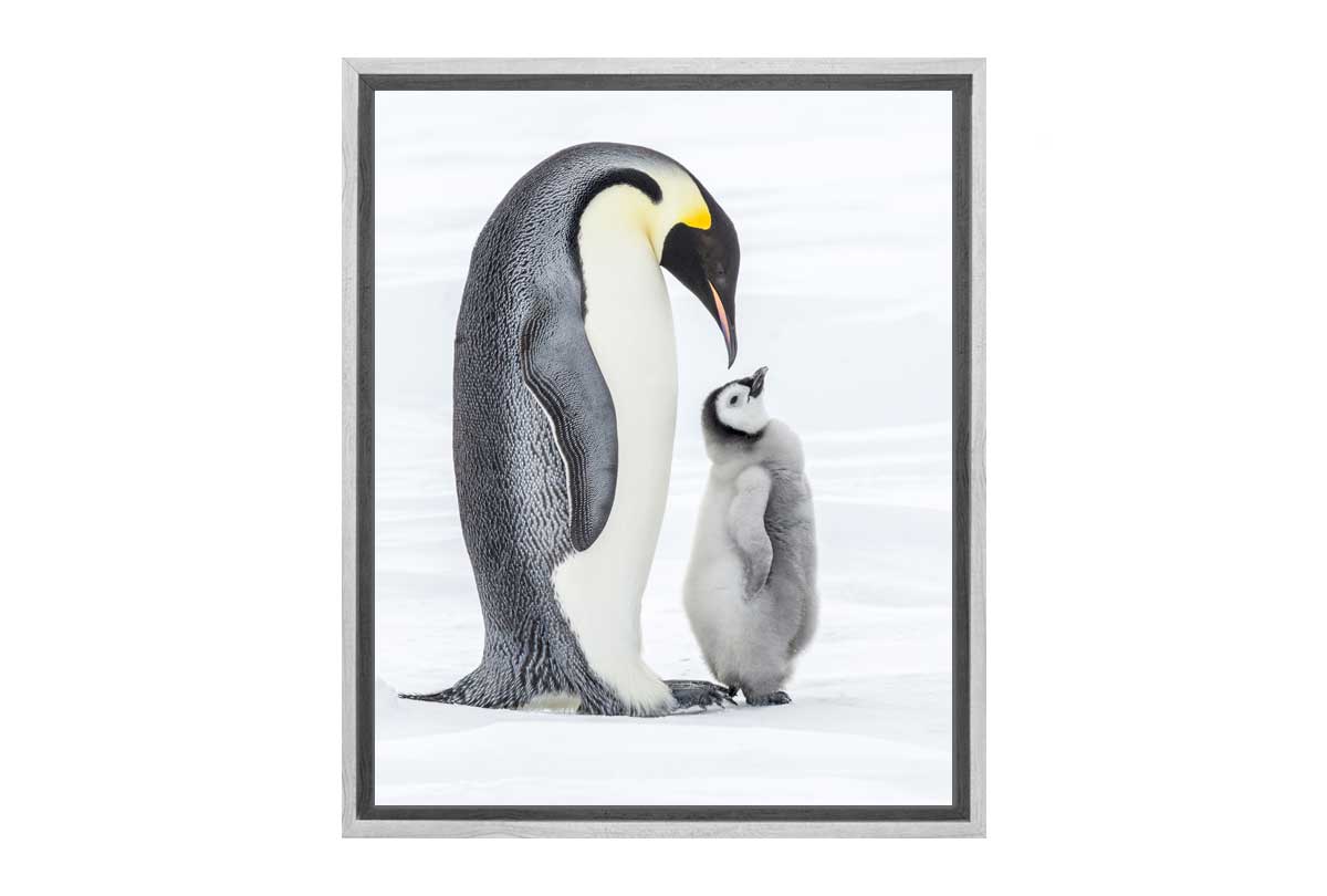 Penguin With Chick Watercolour | Canvas Wall Art Print