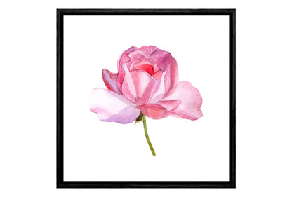 Pink Rose in Watercolour | Floral Canvas Wall Art Print