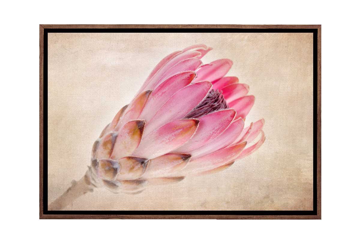 Pink Protea | Wall Art Print