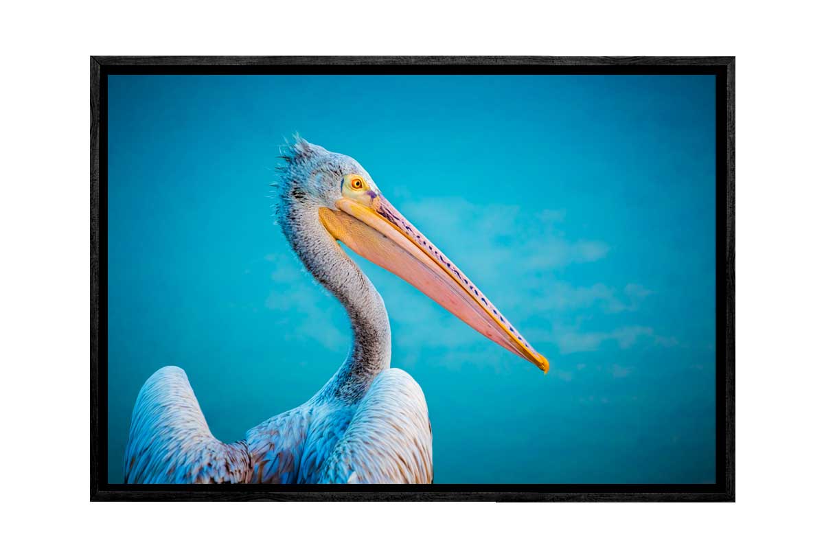 Pelican With Blue Background | Wall Art Print