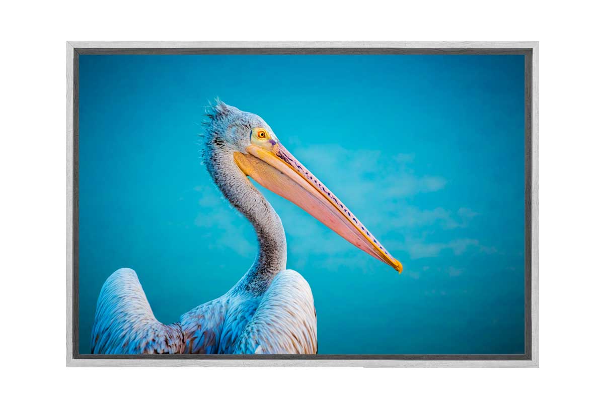 Pelican With Blue Background | Wall Art Print