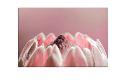 Pink Protea Macro | Floral Wall Art