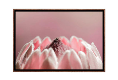 Pink Protea Macro | Floral Wall Art