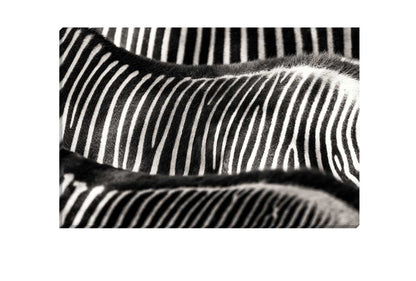 Zebra 3 | Animal Wall Art Print