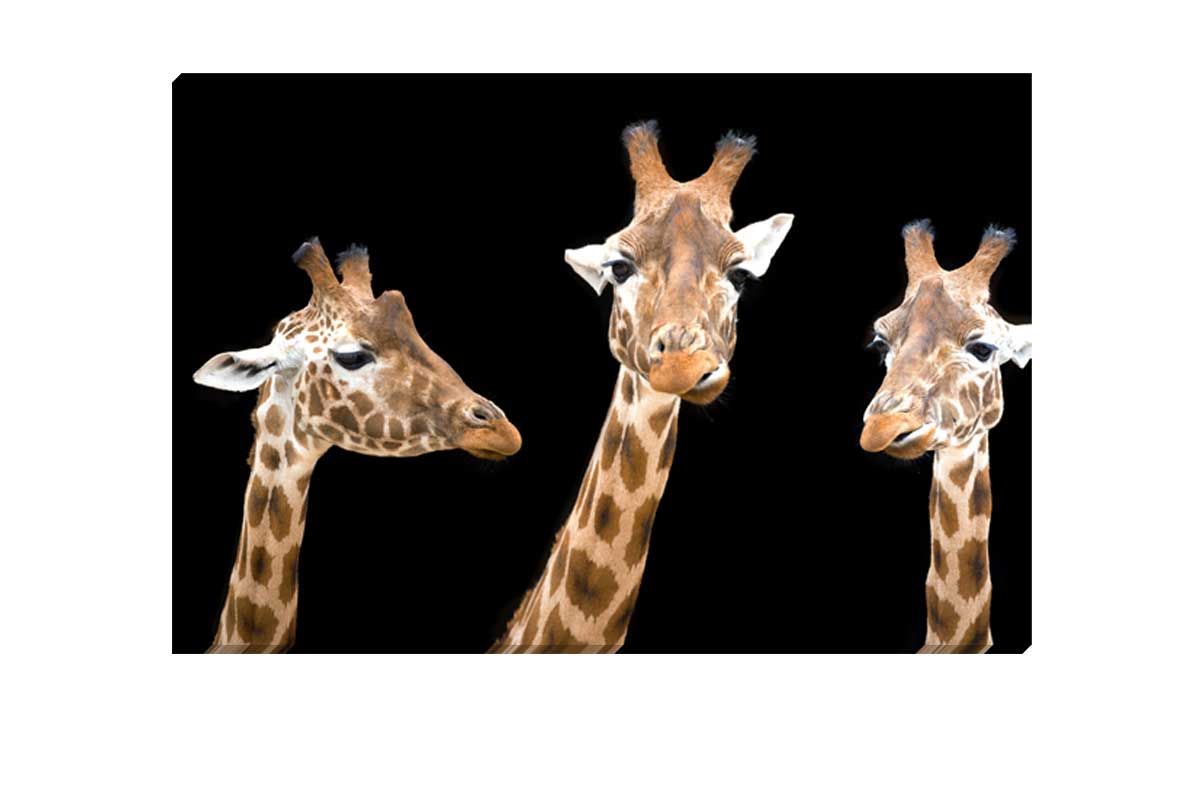 Giraffe Trio | Animal Wall Art Print