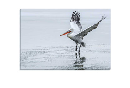 Pelican Landing | Bird Wall Art Print